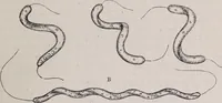 An illustration from The microscope and its revelations (1891)