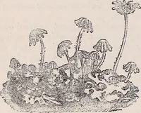 An illustration from The microscope and its revelations (1891)