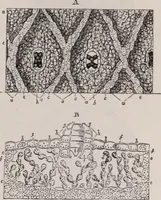 An illustration from The microscope and its revelations (1891)