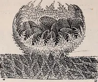 An illustration from The microscope and its revelations (1891)