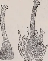 An illustration from The microscope and its revelations (1891)