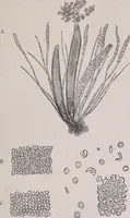 An illustration from The microscope and its revelations (1891)