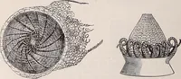 An illustration from The microscope and its revelations (1891)