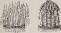 An illustration from The microscope and its revelations (1891)