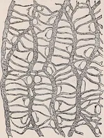 An illustration from The microscope and its revelations (1891)
