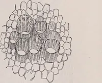 An illustration from The microscope and its revelations (1891)