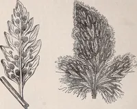 An illustration from The microscope and its revelations (1891)