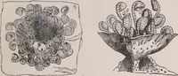 An illustration from The microscope and its revelations (1891)