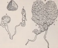 An illustration from The microscope and its revelations (1891)