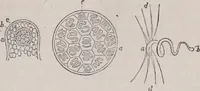 An illustration from The microscope and its revelations (1891)