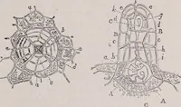 An illustration from The microscope and its revelations (1891)