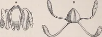 An illustration from The microscope and its revelations (1891)