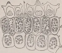 An illustration from The microscope and its revelations (1891)