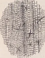 An illustration from The microscope and its revelations (1891)