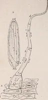 An illustration from The microscope and its revelations (1891)