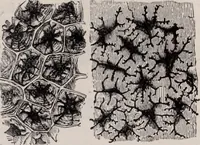 An illustration from The microscope and its revelations (1891)