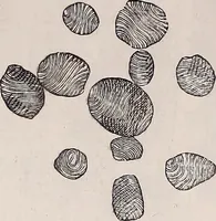 An illustration from The microscope and its revelations (1891)