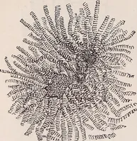 An illustration from The microscope and its revelations (1891)