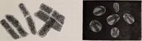 An illustration from The microscope and its revelations (1891)