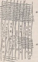 An illustration from The microscope and its revelations (1891)