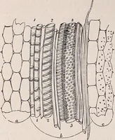 An illustration from The microscope and its revelations (1891)