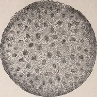 An illustration from The microscope and its revelations (1891)