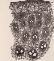 An illustration from The microscope and its revelations (1891)