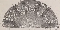 An illustration from The microscope and its revelations (1891)