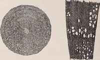 An illustration from The microscope and its revelations (1891)