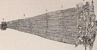 An illustration from The microscope and its revelations (1891)
