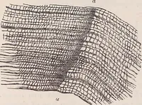 An illustration from The microscope and its revelations (1891)