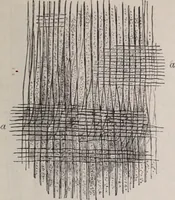 An illustration from The microscope and its revelations (1891)