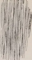 An illustration from The microscope and its revelations (1891)