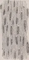 An illustration from The microscope and its revelations (1891)