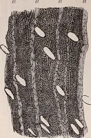 An illustration from The microscope and its revelations (1891)