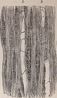 An illustration from The microscope and its revelations (1891)