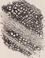 An illustration from The microscope and its revelations (1891)