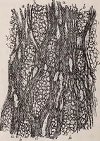 An illustration from The microscope and its revelations (1891)