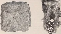 An illustration from The microscope and its revelations (1891)