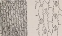 An illustration from The microscope and its revelations (1891)