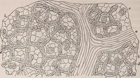 An illustration from The microscope and its revelations (1891)