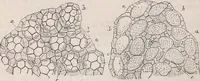 An illustration from The microscope and its revelations (1891)