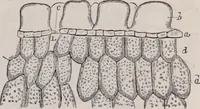 An illustration from The microscope and its revelations (1891)
