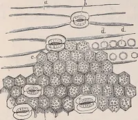An illustration from The microscope and its revelations (1891)