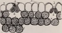 An illustration from The microscope and its revelations (1891)