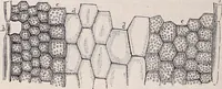 An illustration from The microscope and its revelations (1891)