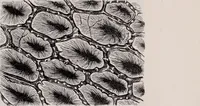 An illustration from The microscope and its revelations (1891)