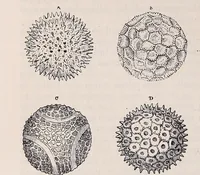 An illustration from The microscope and its revelations (1891)
