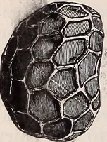 An illustration from The microscope and its revelations (1891)