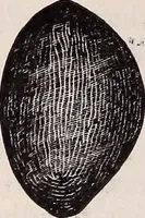 An illustration from The microscope and its revelations (1891)